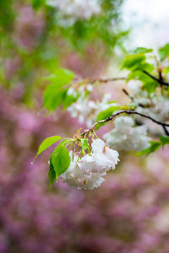 樱花