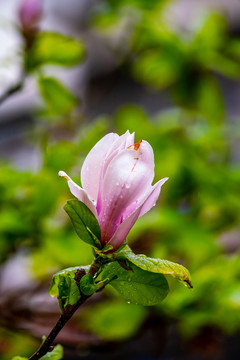 玉兰花