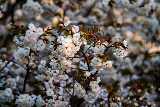 樱花