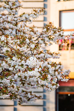 樱花