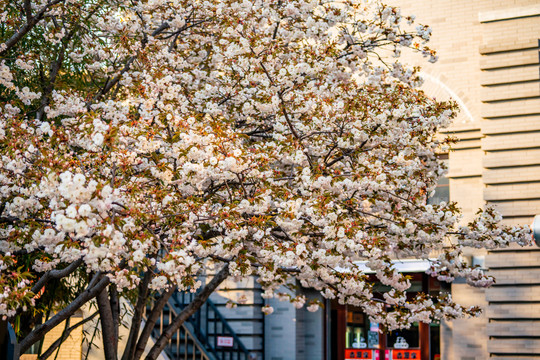 樱花