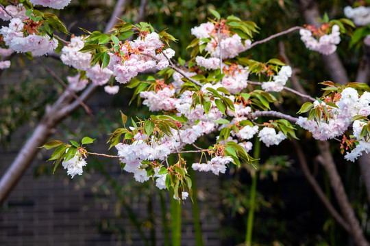 樱花