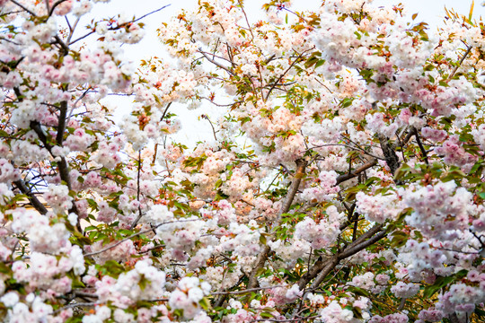 樱花