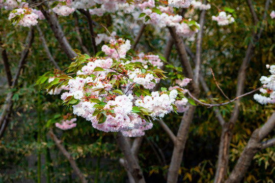 樱花