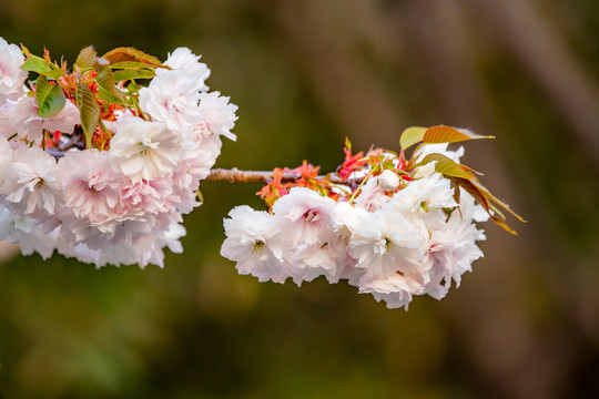 樱花