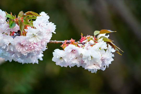 樱花