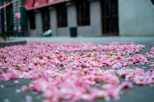 樱花