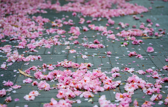 樱花