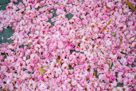 樱花