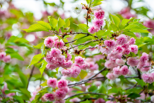 樱花