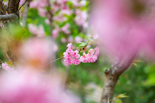 樱花