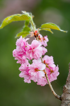 樱花