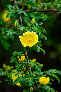 黄刺玫花