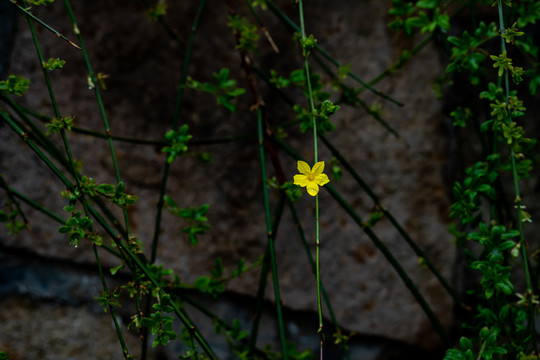 迎春花