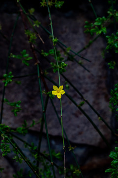 迎春花
