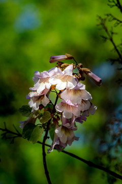 泡桐花