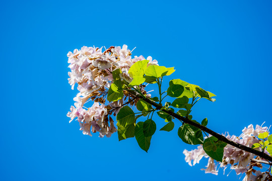 泡桐花