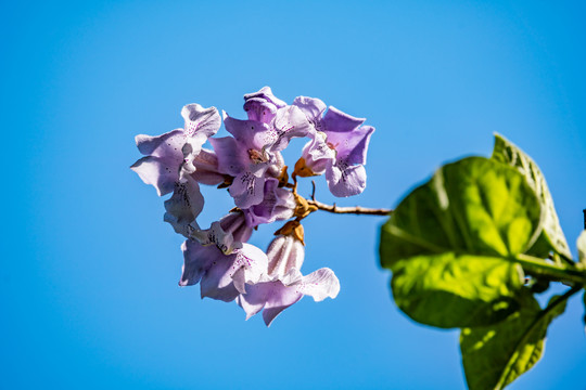 泡桐花