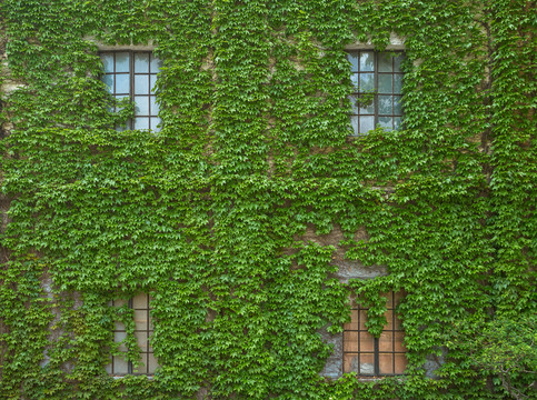 爬满绿藤的窗户