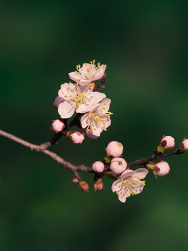 一枝桃花