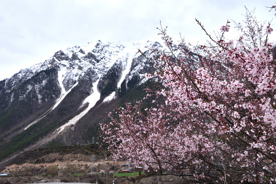 川藏线318国道旁的桃花