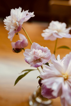 芍药插花艺术