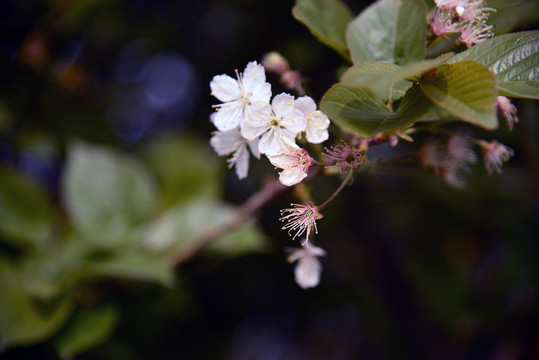 梅花