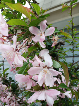 樱花