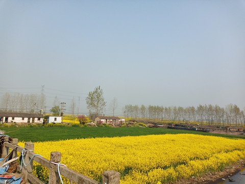 油菜花