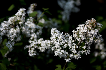 丁香花