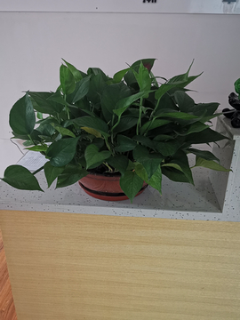 装饰花