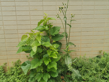 装饰花