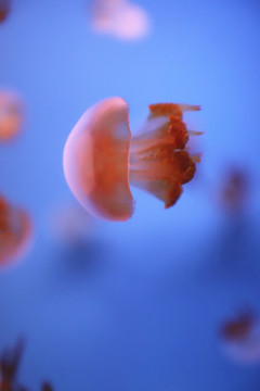 高清海蜇水母