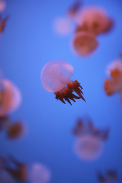 高清海蜇水母