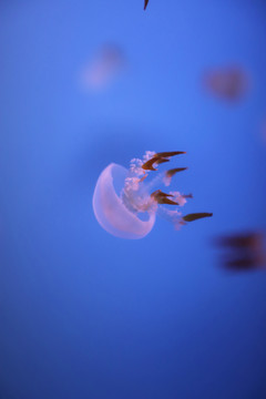 水生动物水母