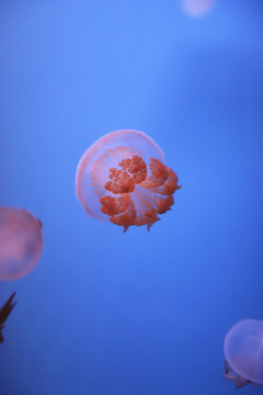 水生动物水母