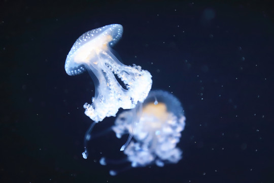 澳洲斑点水母