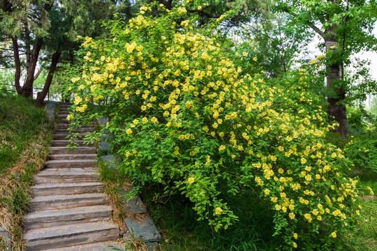 迎春花