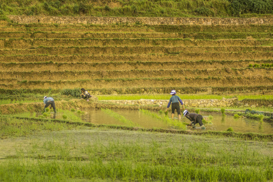 黑尔水田风光