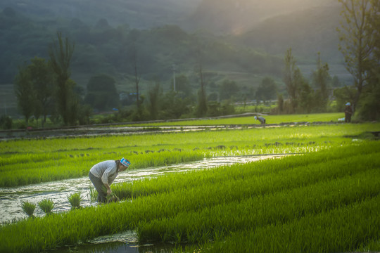 黑尔水田风光