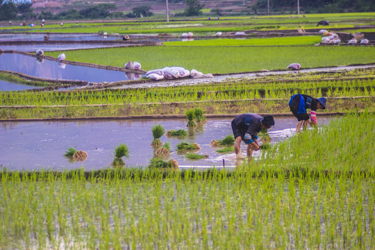 黑尔水田风光