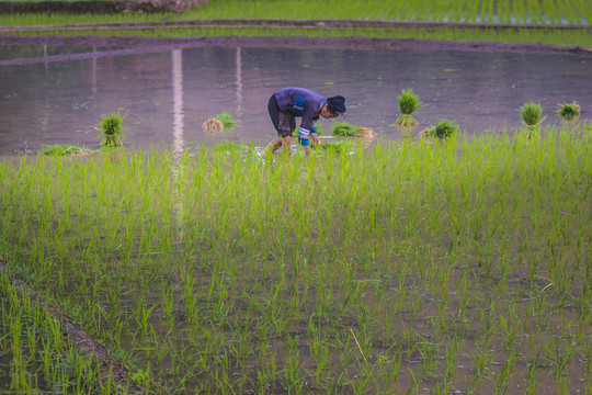 黑尔水田风光