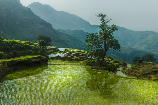 黑尔水田风光