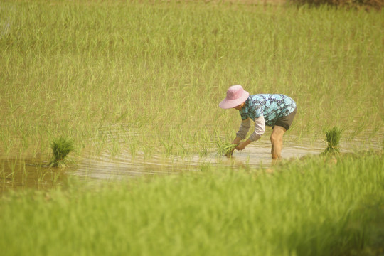 黑尔水田风光