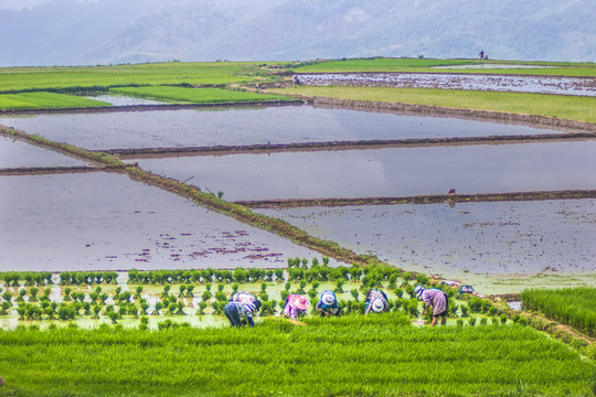 黑尔水田风光
