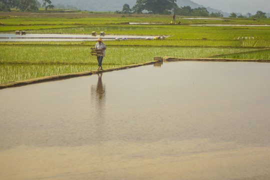 黑尔水田风光