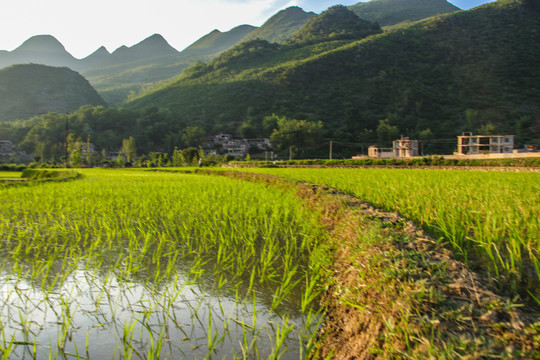 黑尔水田风光
