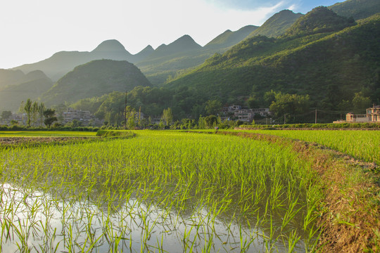 黑尔水田风光