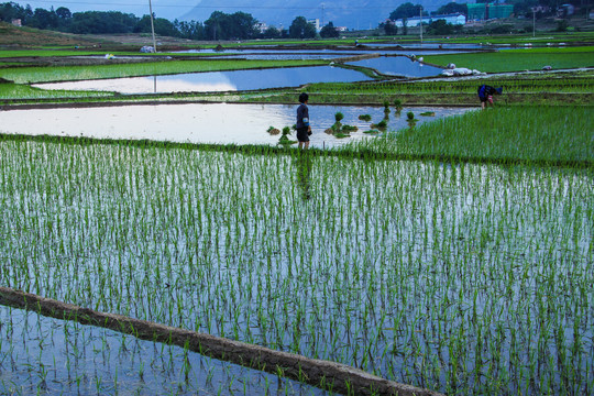 黑尔水田风光