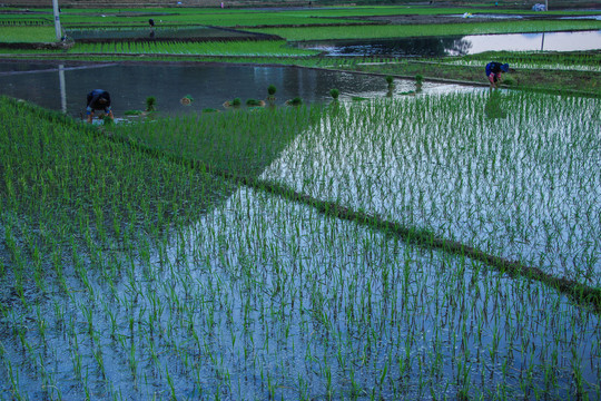 黑尔水田风光